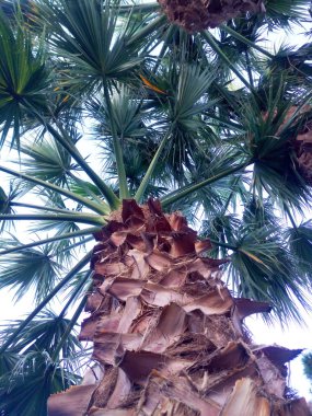 Palmiye dokulu kabuğu ve geniş yeşil yaprakları ile alttan görünüm