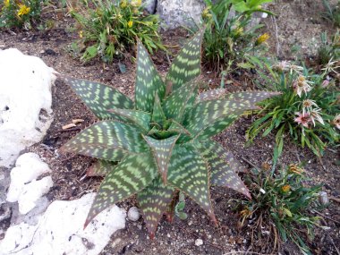 Bahçe dekoratif benekli kaktüs