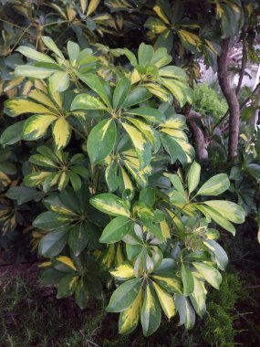 Sarı ve yeşil yaprakları ile Bush görünümü Kapat