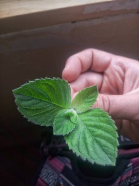 Yaprakları yeşil tutan insan el görünümü Kapat