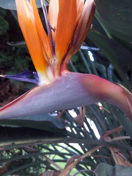 Strelitzia Ave Del Paraíso Flor Grúa Sobre Fondo Natural — Foto de Stock