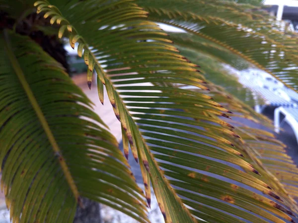 Вид Знизу Широкого Пальмового Листя — стокове фото