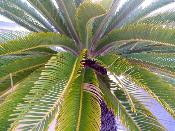 Onderaanzicht Van Brede Palm Bladeren — Stockfoto