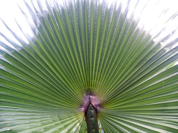 Природний Фон Широкого Пальмового Листя — стокове фото