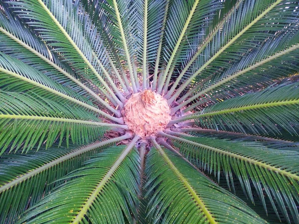 Detailoverzicht Van Jonge Groeiende Palm Met Brede Bladeren — Stockfoto