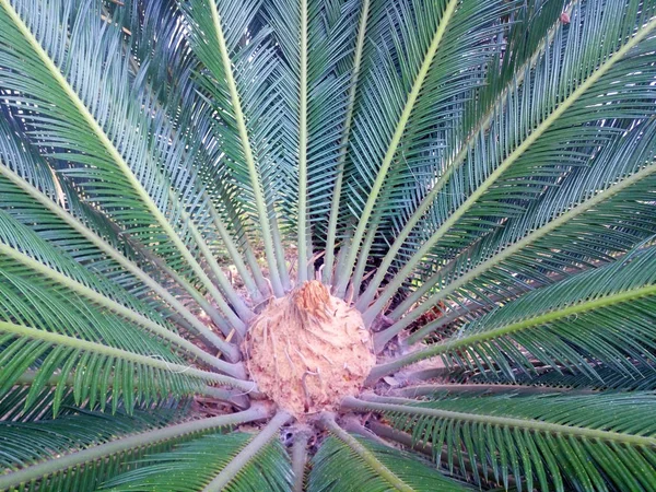 Detailoverzicht Van Jonge Groeiende Palm Met Brede Bladeren — Stockfoto