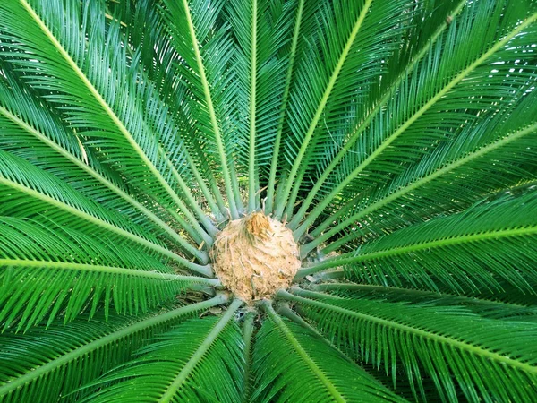 Jonge Groeiende Palm Met Brede Bladeren — Stockfoto