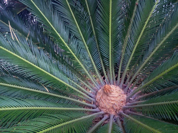 Jonge Groeiende Palm Met Brede Bladeren — Stockfoto