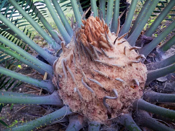 Palmera Joven Con Hojas Anchas — Foto de Stock