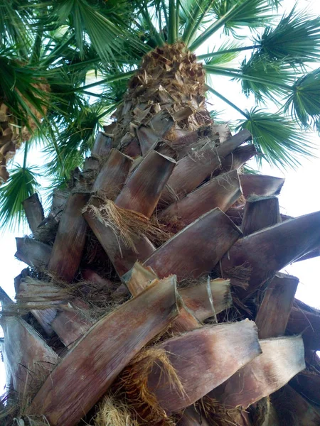 Onderaanzicht Van Palm Met Getextureerde Schors Brede Groene Bladeren — Stockfoto