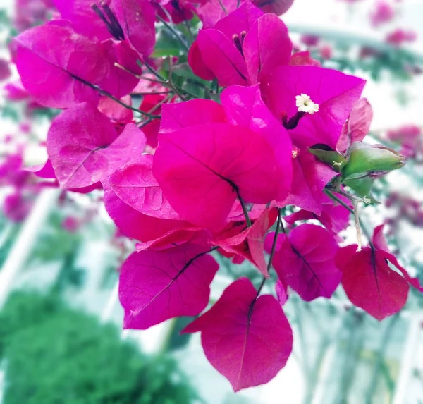 Closeup Zářivě Růžové Popínavé Rostliny — Stock fotografie