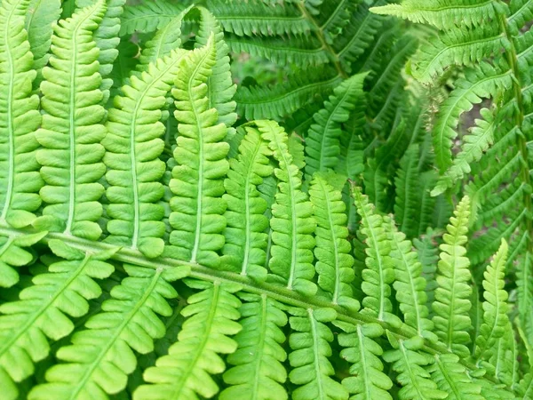 Vista Cercana Las Hojas Tropicales Verdes —  Fotos de Stock