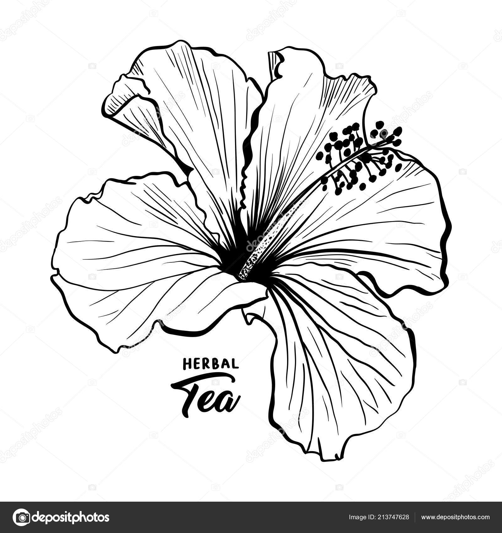 Free Free 298 Tropical Flower Outline Svg SVG PNG EPS DXF File