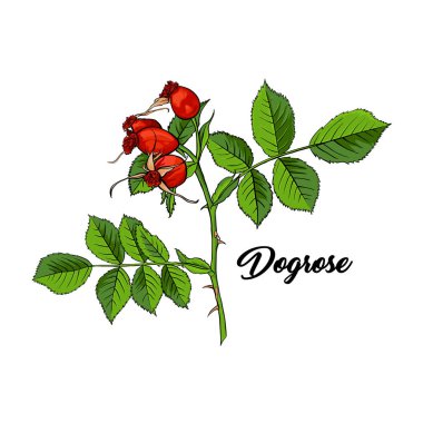 Dogrose Seamless Pattern, Luxury Wild Briar Rose.  Romance Fabric Textile Design  clipart