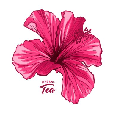 Hawaiian Hibiscus koku çiçek veya ebegümeci pembe Chenese Rose. Flora ve izole botanik bitki yaprakları ile. Kırmızı tropikal pembe veya Bissap bitkisel çay, Kızıl Flora. Blossom ve doğa teması.