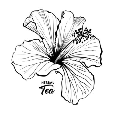 Hawaiian Hibiscus koku çiçek ya da ebegümeci Chenese Rose. Siyah ve beyaz Flora ve izole botanik bitki yaprakları ile. Tropikal pembe veya Bissap bitkisel çay, Kızıl Flora. Blossom ve doğa teması.