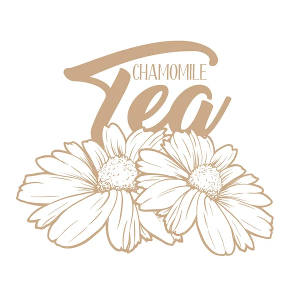 Heřmánkový Čaj Ručně Kreslenou Gravírování Obrázku Organický Nápoj Čaje Byliny — Stockový vektor