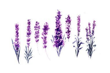 Suluboya veya lavanta Aquarelle resim sergisi. İzole suluboya veya elle çizilmiş çay otlar çiçek kümesidir. Yaz çiçeği veya yeşillik Aquarelle bahçe bitki. Provence parfüm.