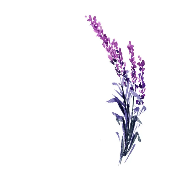 Flores Lavanda Ilustración Acuarela Ramas Lavanda Recta Boda San Valentín —  Fotos de Stock