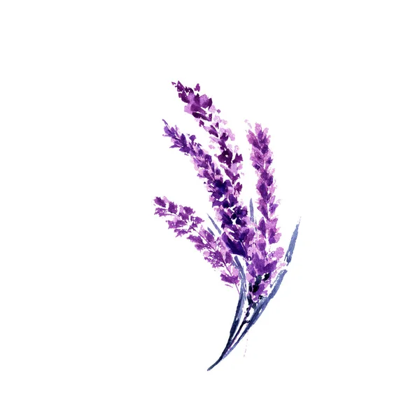 Flores Lavanda Ilustración Acuarela Ramas Lavanda Recta Boda San Valentín — Foto de Stock