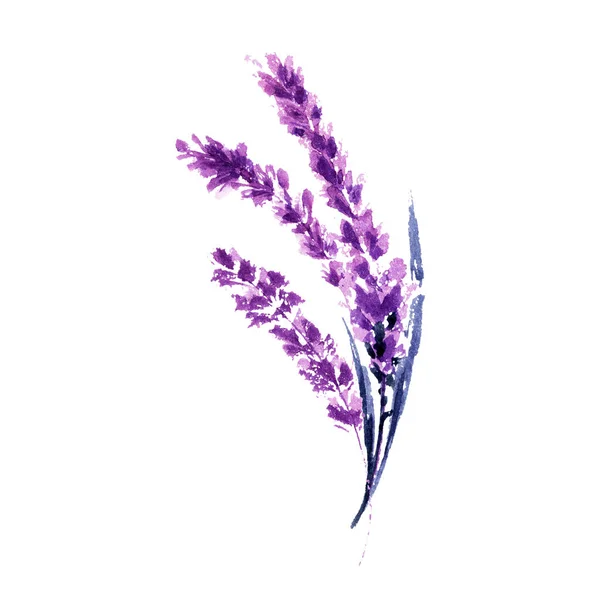 Lavender flowers watercolor illustration. Straight lavender branches. Wedding and Valentine s day greeting cards floral design. Love and marriage.  