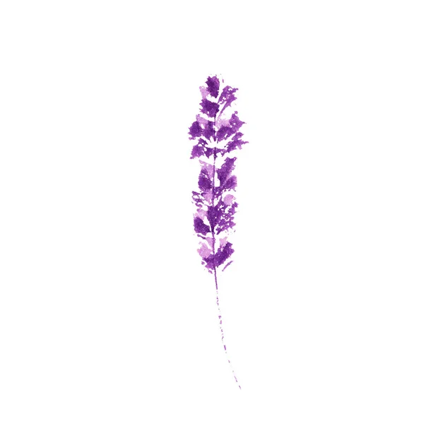 Lavendel Bloem Aquarel Illustratie Vertakking Van Rechte Lavendel Bruiloft Valentijnsdag — Stockfoto