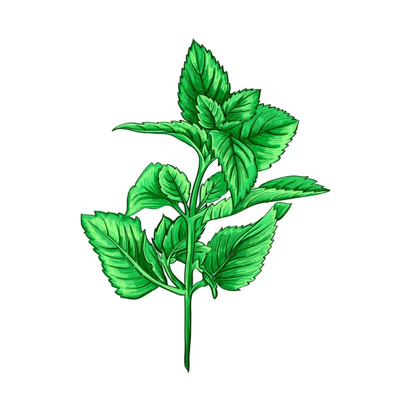 Mint Branch Thé Herb Sketch Croquis Dessiné Main Isolé Dessin — Image vectorielle