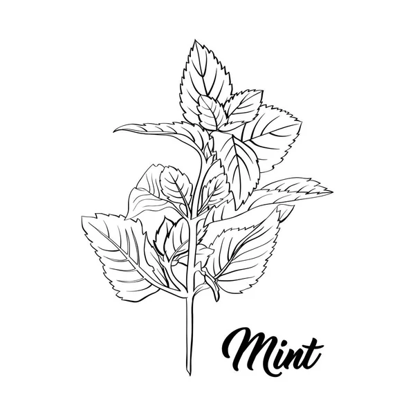 Mint Branch Monochrome Engraving Tea Herb Sketch Isolated Hand Drawn — Stock Vector