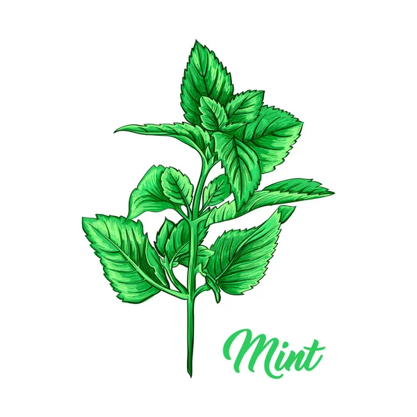 Sucursal Menta Verde Tema Tea Herb Marcador Realista Pintado Mano — Vector de stock