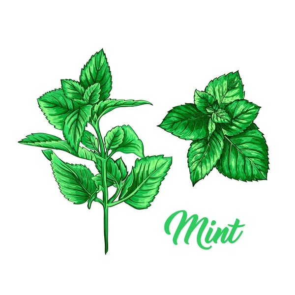 Conjunto Sucursales Menta Verde Tema Tea Herb Dibujo Realista Pintado — Vector de stock