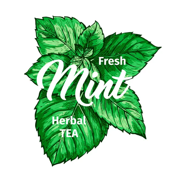 Tisane Avec Modèle Logo Menthe Fraîche Marqueur Isolé Dessiné Main — Image vectorielle