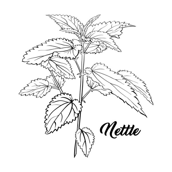 Nettle Branch Monochrome Engraving. Tea Herb Sketch. Isolated Hand Drawn Contour Sketch Drawing Illustration of Stinning Botany Plant. Herbal Medicine and Aromatherapy Design on the White Background