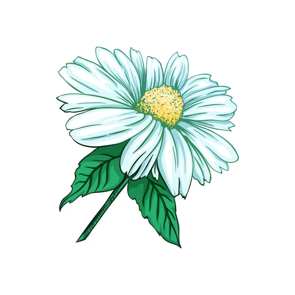 Daisy Nebo Heřmánkový Čaj Bylinková Květiny Zelené Listy Bylinné Terapie — Stockový vektor