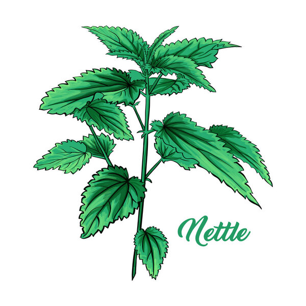 Green Nettle Branch. Tea Herb Theme. Isolated Hand Painted Realistic Marker Drawing Illustration of Stinning Botany Plant. Herbal Medicine and Aromatherapy Design on the White Background