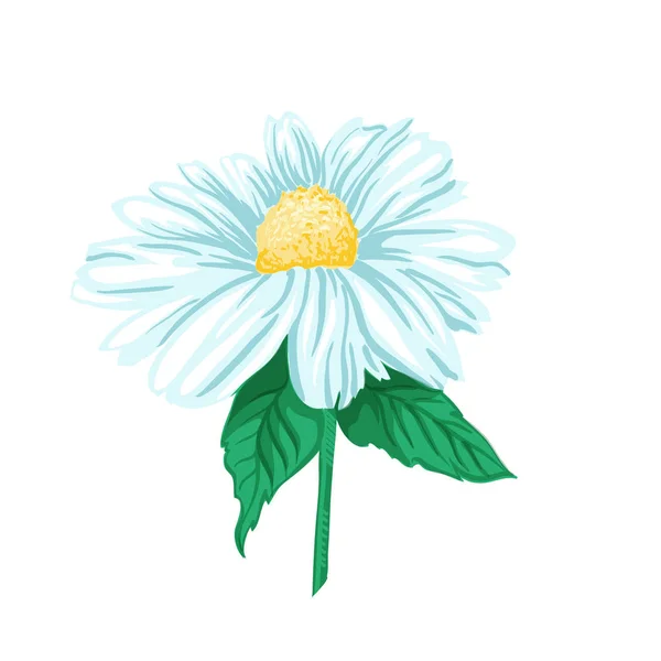 Daisy Manzanilla Flor Hierba Del Hojas Verdes Terapia Herbal Ilustración — Vector de stock