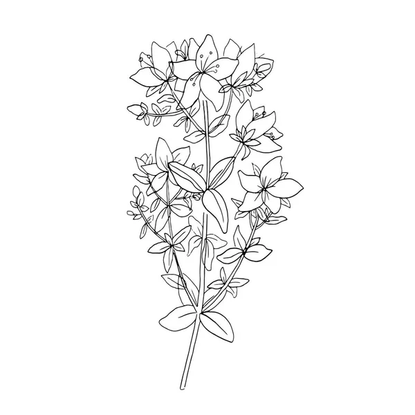 Thé Aux Herbes Croquis Millepertuis Arbustif Tutsan Isolé Dessiné Main — Image vectorielle