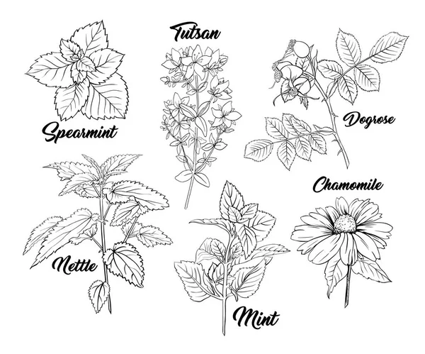 草本分枝单色雕刻 茶草药素描 独立手绘轮廓素描图 — 图库矢量图片