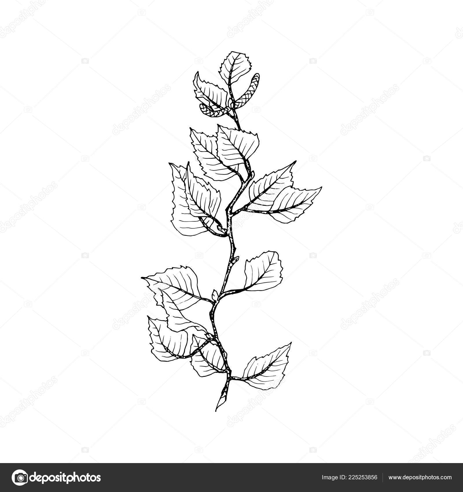 Brzoza Drzewo Gałąź Ilustracja Kontur Drzewo Gałązka Liści