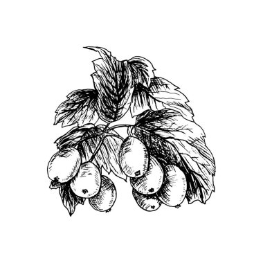  vektör çizim. Çilek dalı Vintage illüstrasyon izole.
