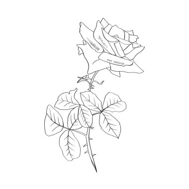 Gül kontur çizgisi illüstrasyon. Dikenli çiçek ile bırakır. Rose karakalem. Bahçe çiçek kroki. Kartpostal, logo, kapak, dövme çiçek tasarım öğesi. Beyaz arka plan üzerinde izole vektör