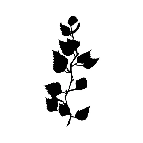 Иллюстрация Березы Черный Силуэт Ветки Дерева Листьями Семенами Изолированы Белом — стоковый вектор