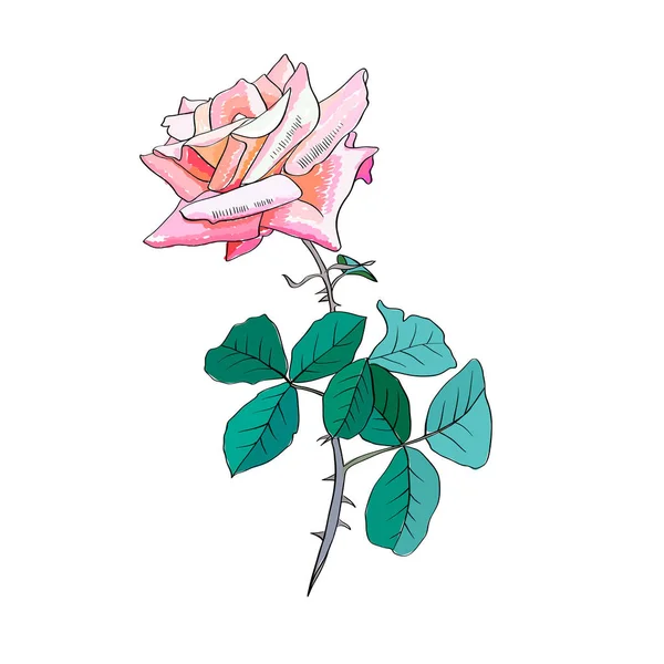 수채화 그림입니다 가시와 로즈입니다 꽃입니다 발렌타인 하루입니다 인사말 디자인입니다 — 스톡 벡터