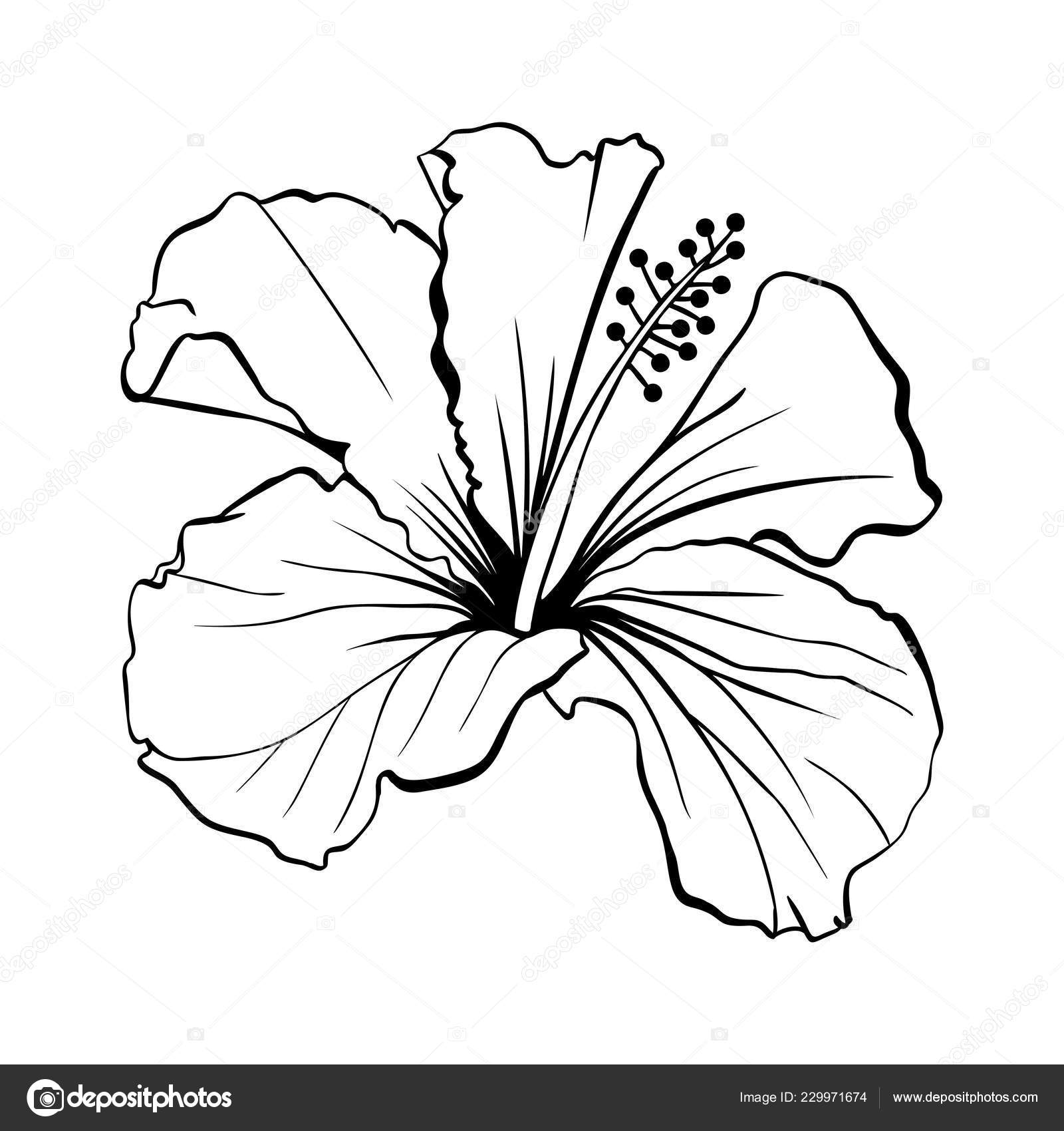 Dessin Trait Hawaiian Hibiscus Fleur Blanc Illustration