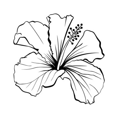 Hawaiian Hibiscus flower line art on white, vector illustration clipart