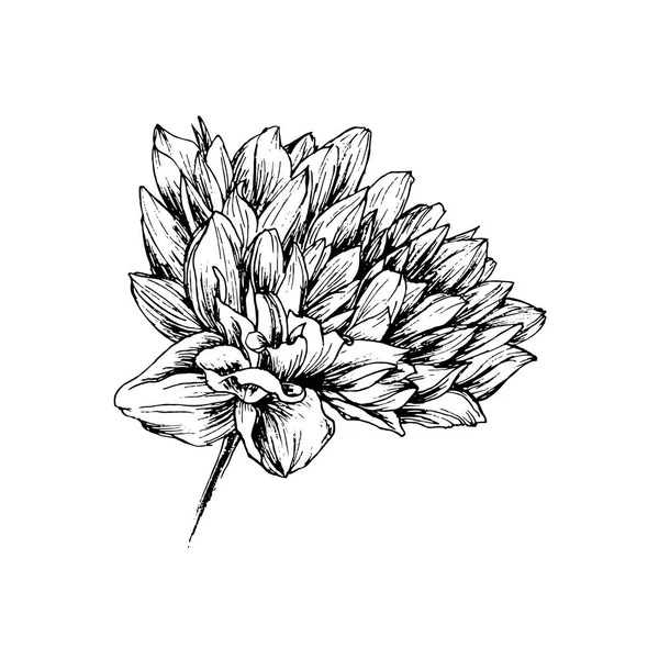 Crisantemo Flor Dibujado Mano Sobre Blanco Ilustración Vectorial — Vector de stock