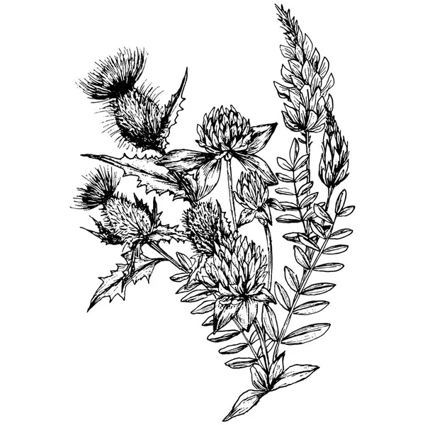 Branches Bardane Dessinées Main Sur Blanc Illustration Vectorielle — Image vectorielle