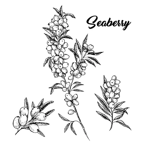 elle çizilmiş seaberry dalları ve seaberry beyaz üzerinde oturum açın. vektör çizim