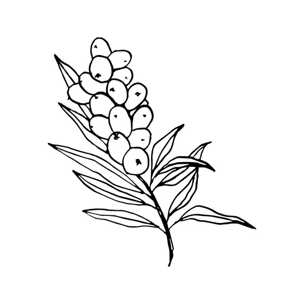Branche Seaberry Dessinée Main Sur Blanc Illustration Vectorielle — Image vectorielle