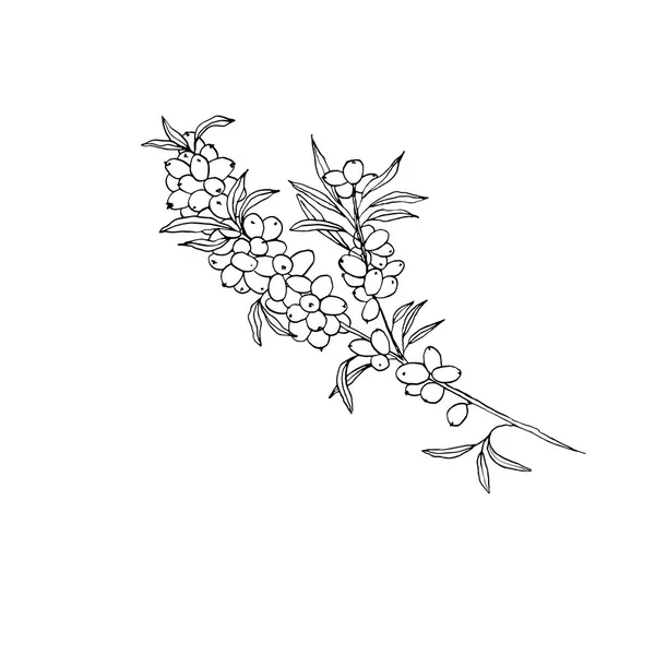 Branche Seaberry Dessinée Main Sur Blanc Illustration Vectorielle — Image vectorielle