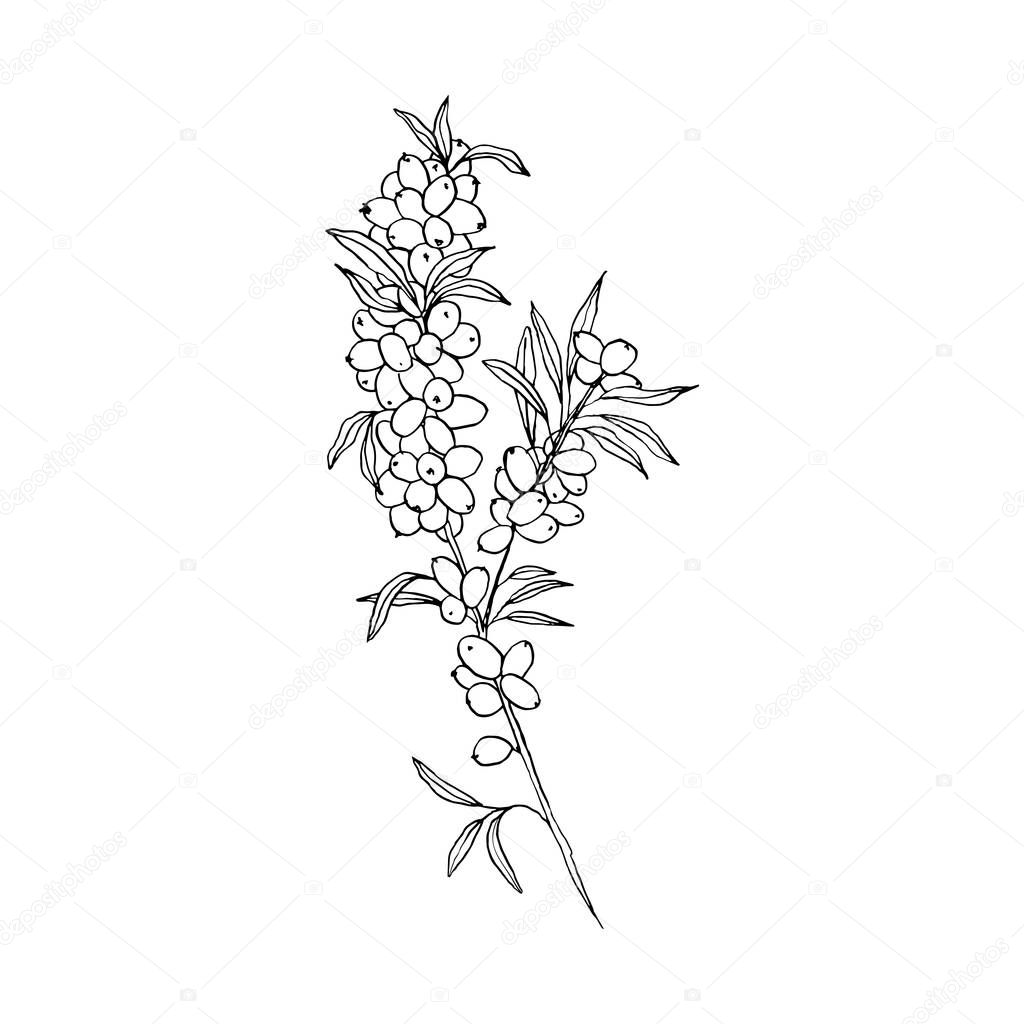 hand drawn seaberry branch on white. vector illustration